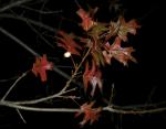 Red Oak, January in Lewisville, Texas