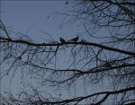 Doves on Cypress branches, Springtime in Lewisville, Texas