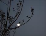 Full moon, Crepe Myrtle branches in early December, northeastern Texas