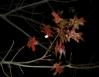 Scarlet Oak in January, Lewisville, Texas