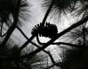 Mexican Pine cone silhouette, Sierra Madres Mountains, Mexico