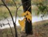 Spinning Leaf on the end of a spider web, Coppell, Texas