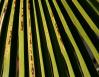 California Fan Palm abstract, San Fernando Valley, CA