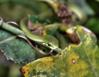 Non-venomous Rough Green Snake, Coppell, Texas