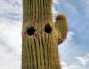 Saguaro Cactus, Mohave Desert, California 