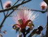 Shavingbrush Tree flowers about 7” long, Easter in Chapala, Mexico