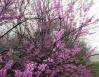 Redbuds, early Spring morning , northeastern Texas