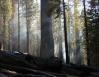 Still Smoldering - Mariposa Grove, Sequoia National Forest, California