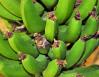 Green Bananas, Chapala, Mexico