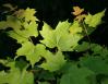 Sugar Maple leaves, Jones Falls, Ontario, Canada