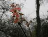 New Oak leaves, Springtime in Coppell, Texas