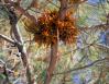 Parasitic Dwarf Mistletoe #01, Foothills Pine, central CA