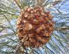 8 x 6 inch Foothills Pine cone, central California