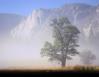 Oak, forest fire in Yosemite National Park, California