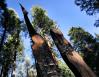 Mariposa Grove, Sequoia National Forest, CA