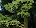 Big Leaf Maple, Jouhn Muir redwood Forest, California