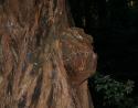 Redwood, new growth appears from bumps, John Muir National Redwood Forest, California 