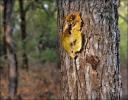 Leaf sticking to bark, Coppell, Texas