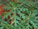 Papaya leaves, Lewisville, Texas