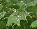 Raindrops on Redbuds, Lewisville, Texas
