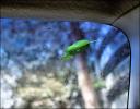 Stuck to the windshield, San Jose, California
