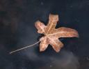 Sweetgum leaf, Dallas, Texas