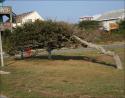 Windswept Hawthorn, Kitty Hawk, North Carolina