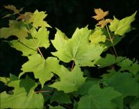 Sugar Maple leaves, Jones Falls, Ontario, Canada