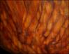 Salish Spindle Whorl chair, faux carved effects painted on the back and underside