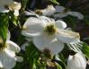 Eastern Dogwood buds, early April in Lewisville, Texas