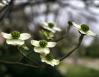 Eastern Dogwood buds, early April in Lewisville, Texas