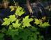 Sugar Maple, Jone's Falls, ON: source for Maple syrup and quality furniture lumber