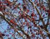 Maple flowers, mid-February Lewisville, Texas