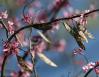 Redbuds and last season's seed pods, mid-March, Coppell, Texas