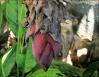 Banana flower about 6 inches across, Chapala, Mexico