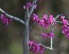 Redbuds, mid-March, Coppell, Texas