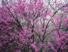 Redbuds, mid-March, Coppell, Texas