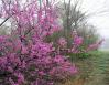 Redbuds, mid-March, Coppell, Texas