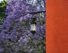 Jacaranda in bloom, Ajijic, Mexico