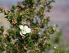 Utah Juniper, Grand Canyon, Arizona