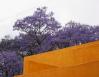 Jacaranda in bloom, Ajijic, Mexico