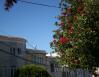 Bottlebrush, October in San Francisco, California