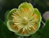 Yellow Poplar, also called Tulip Tree, Niagara Falls, New York