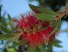 Bottlebrush, October in San Francisco, California