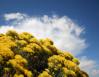 Rabbitbrush, extremely large bushes about 12 ft. high, New Mexico
