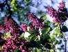 Lilac bushes, early June in Ottawa, Ontario Canada