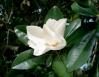 Magnolia blossom, late June in Raleigh, North Carolina