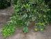 Orange grove, central California