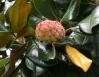 Magnolia seed head forming, late September, Bishop's Arts District, Dallas, Texas