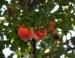 Peaches, Lewisville, Texas